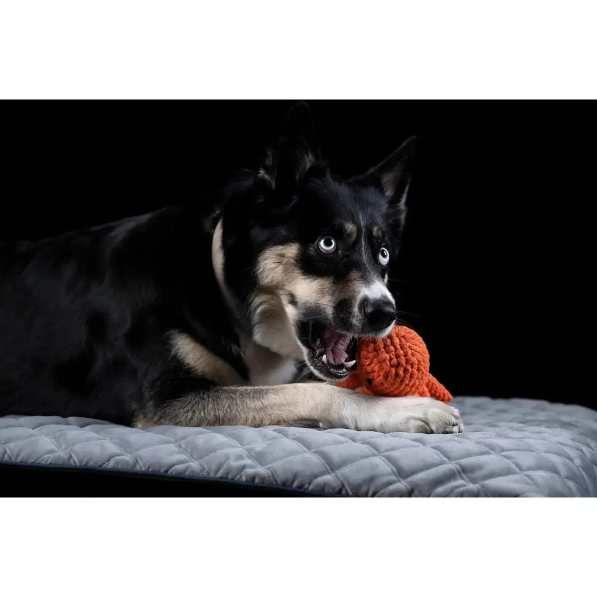 Thaddäus Tintenfisch - Kult-Spielzeug für Hunde