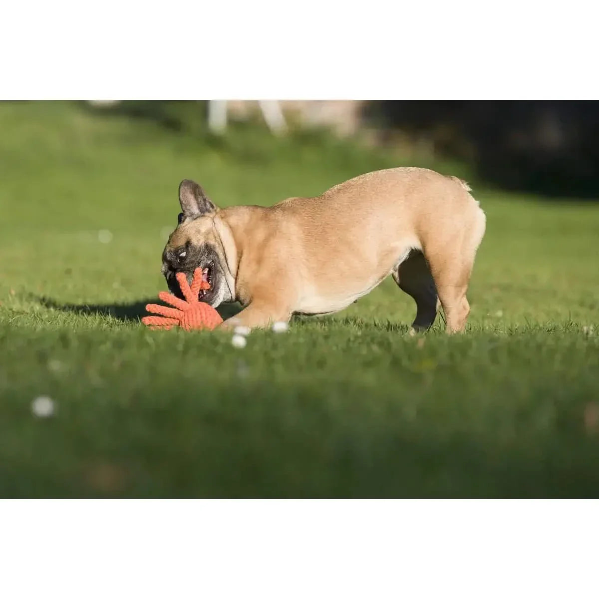 Thaddäus Tintenfisch - Kult-Spielzeug für Hunde
