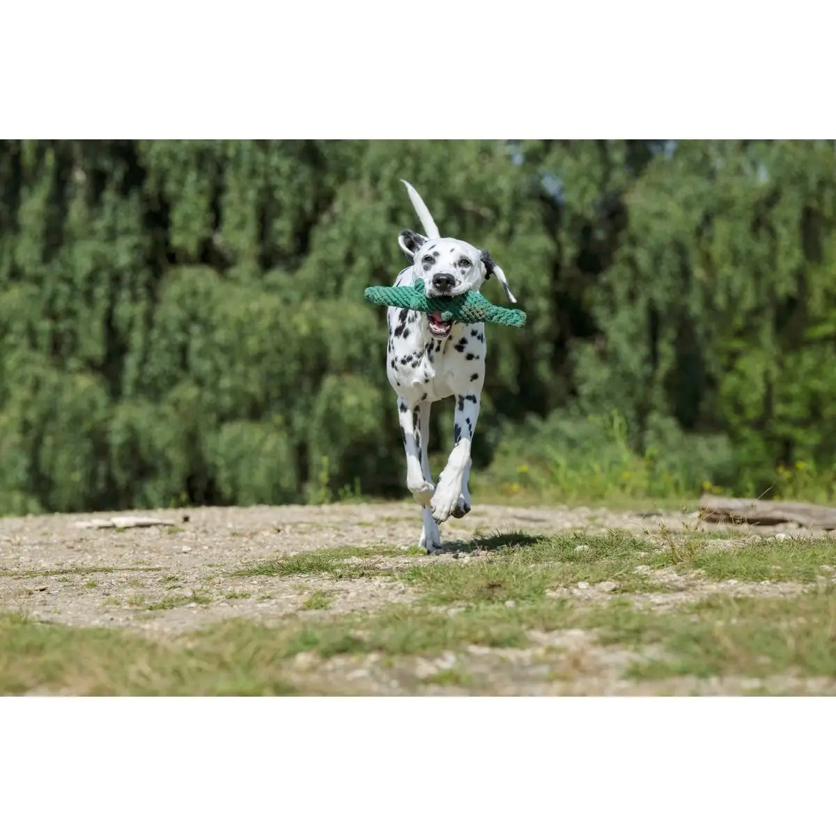 Wild Life - Spielzeug-Set für Hunde