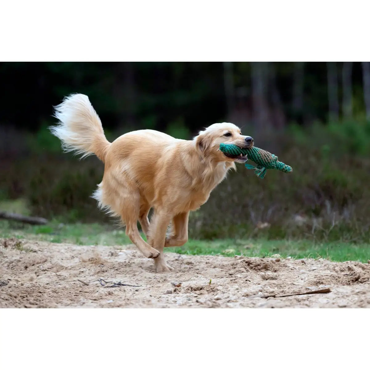 Wild Life - Spielzeug-Set für Hunde