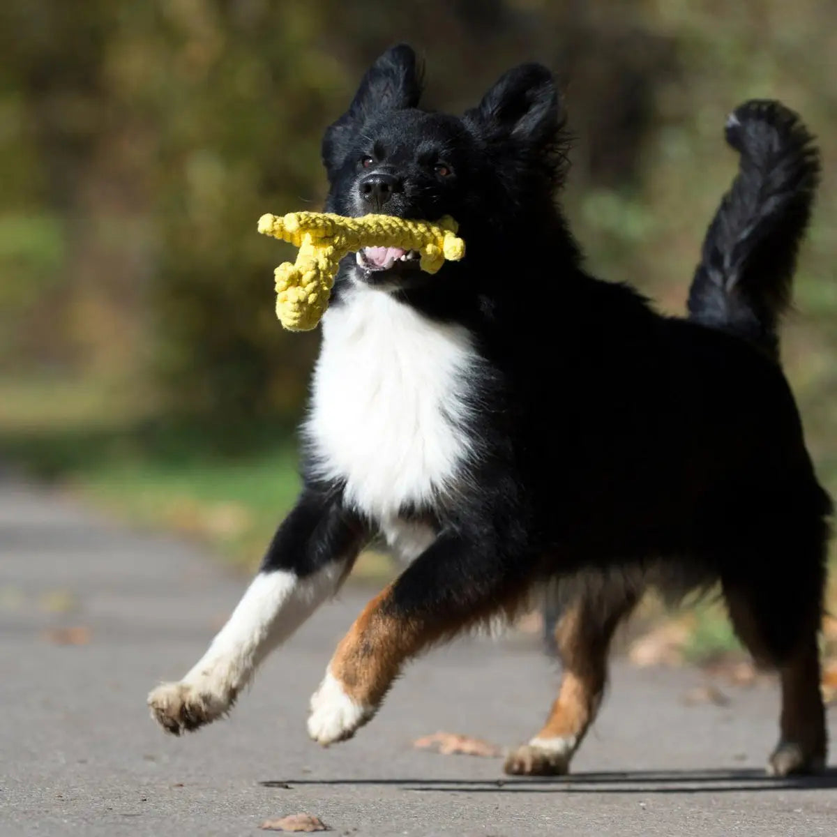 Wild Life - Spielzeug-Set für Hunde
