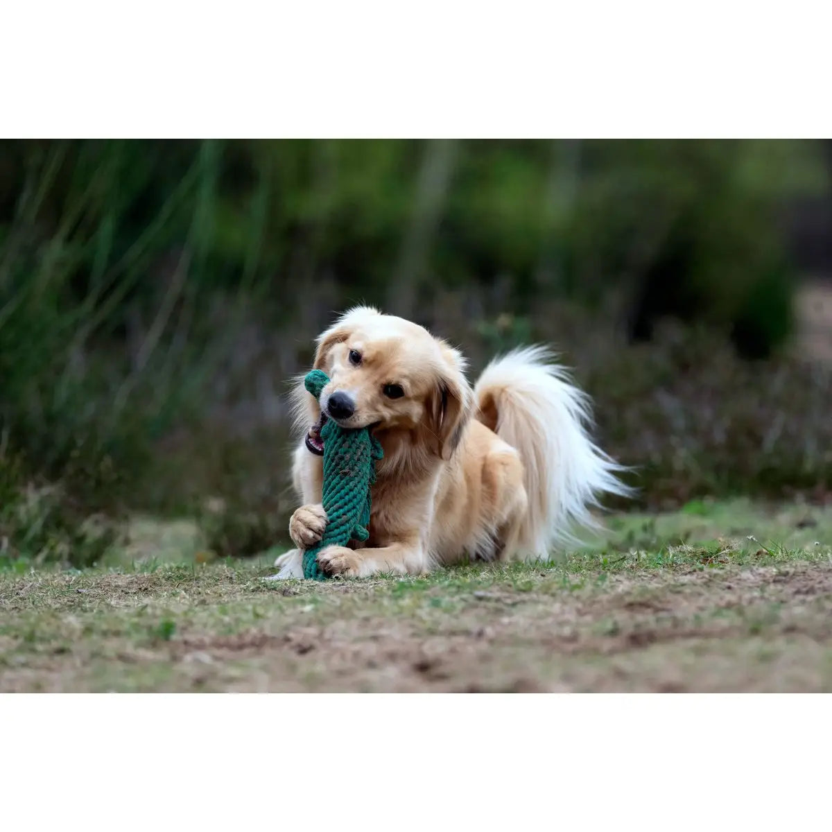 Wild Life - Spielzeug-Set für Hunde