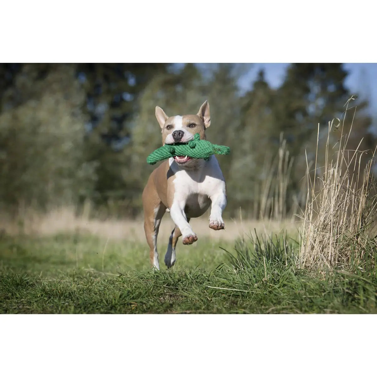Wild Life - Spielzeug-Set für Hunde