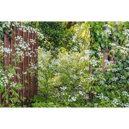 Ich träume von einem Cottage Garten. Verliebt in Rittersporn, Phlox & Fingerhut