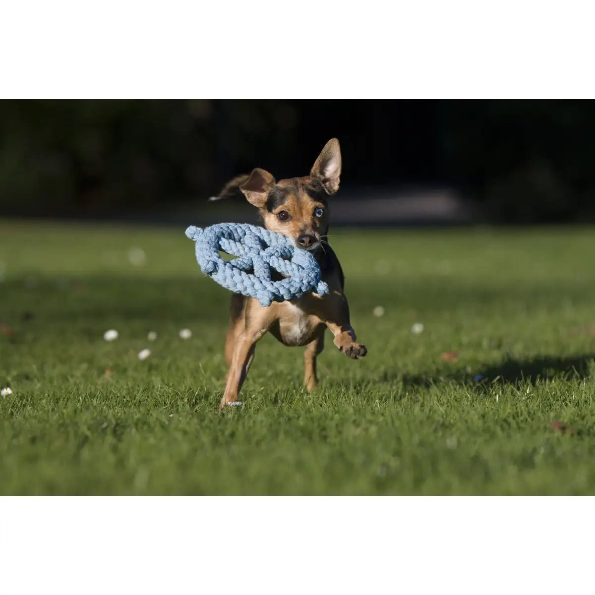 Ahoy LABONI - Spielzeug-Set für Hunde