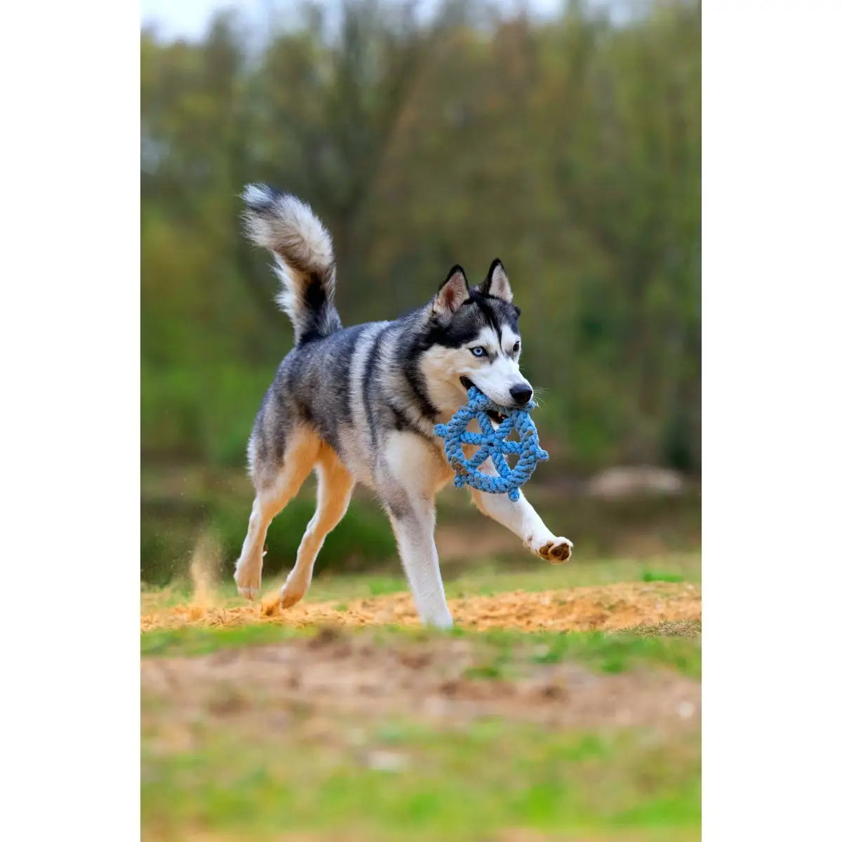 Ahoy LABONI - Spielzeug-Set für Hunde