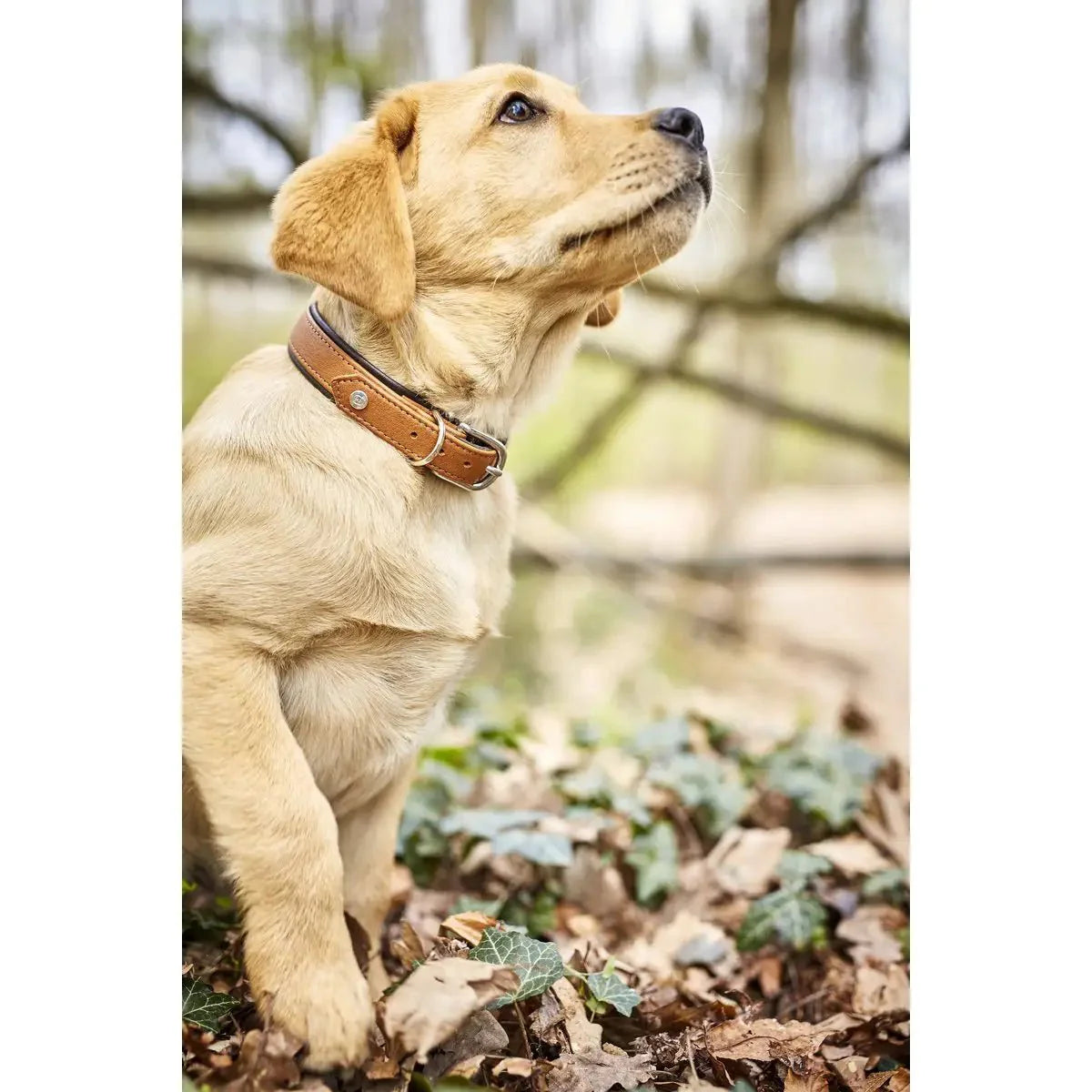 AMICI Cognac - Stilvolles Nappa-Halsband für modebewusste Hundefreunde