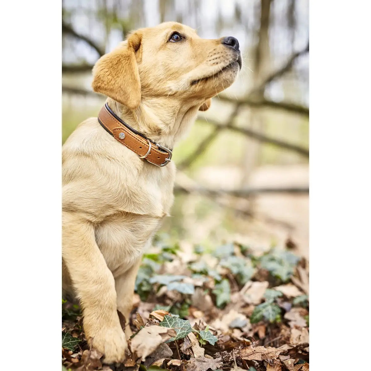 AMICI Cognac - Stilvolles Nappa-Halsband für modebewusste Hundefreunde