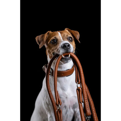 AMICI Cognac - Stilvolles Nappa-Halsband für modebewusste Hundefreunde