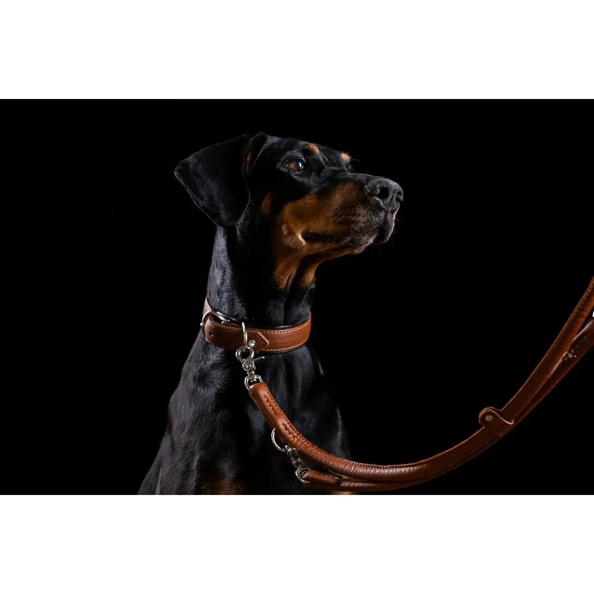 AMICI Cognac - Stilvolles Nappa-Halsband für modebewusste Hundefreunde