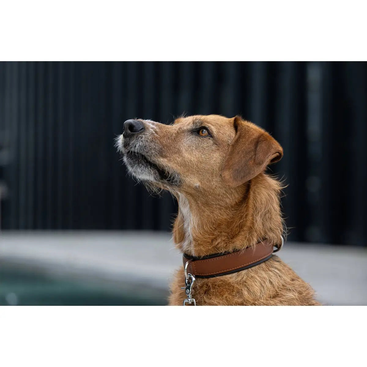 AMICI Cognac - Stilvolles Nappa-Halsband für modebewusste Hundefreunde