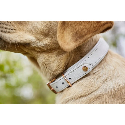 AMICI Dog Collar Light Grey