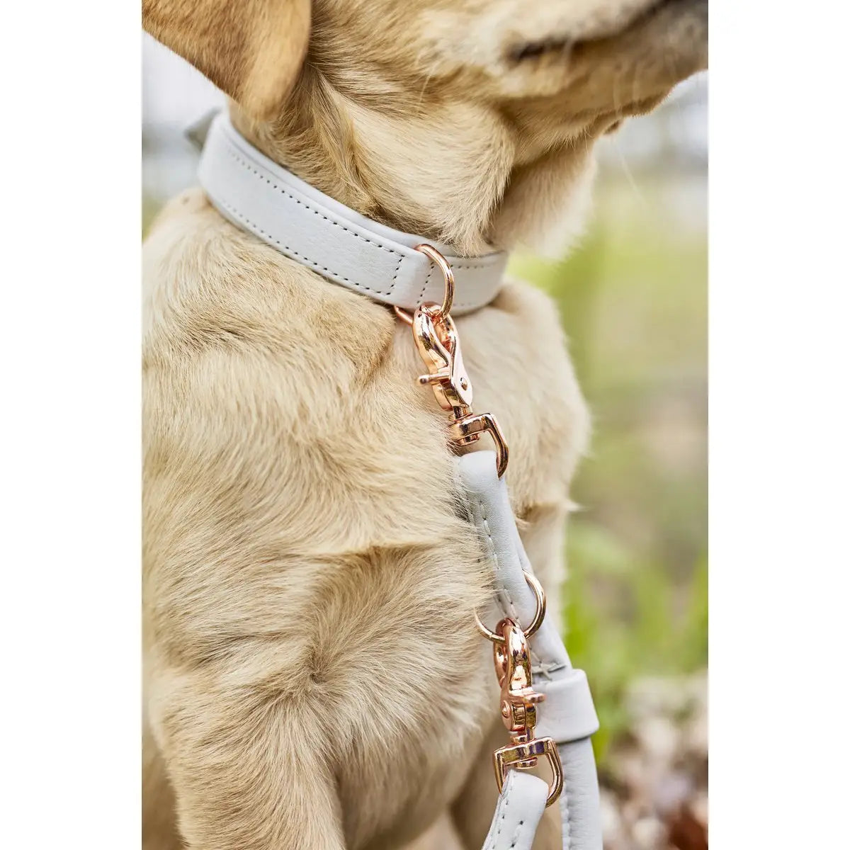 AMICI Dog Collar Light Grey