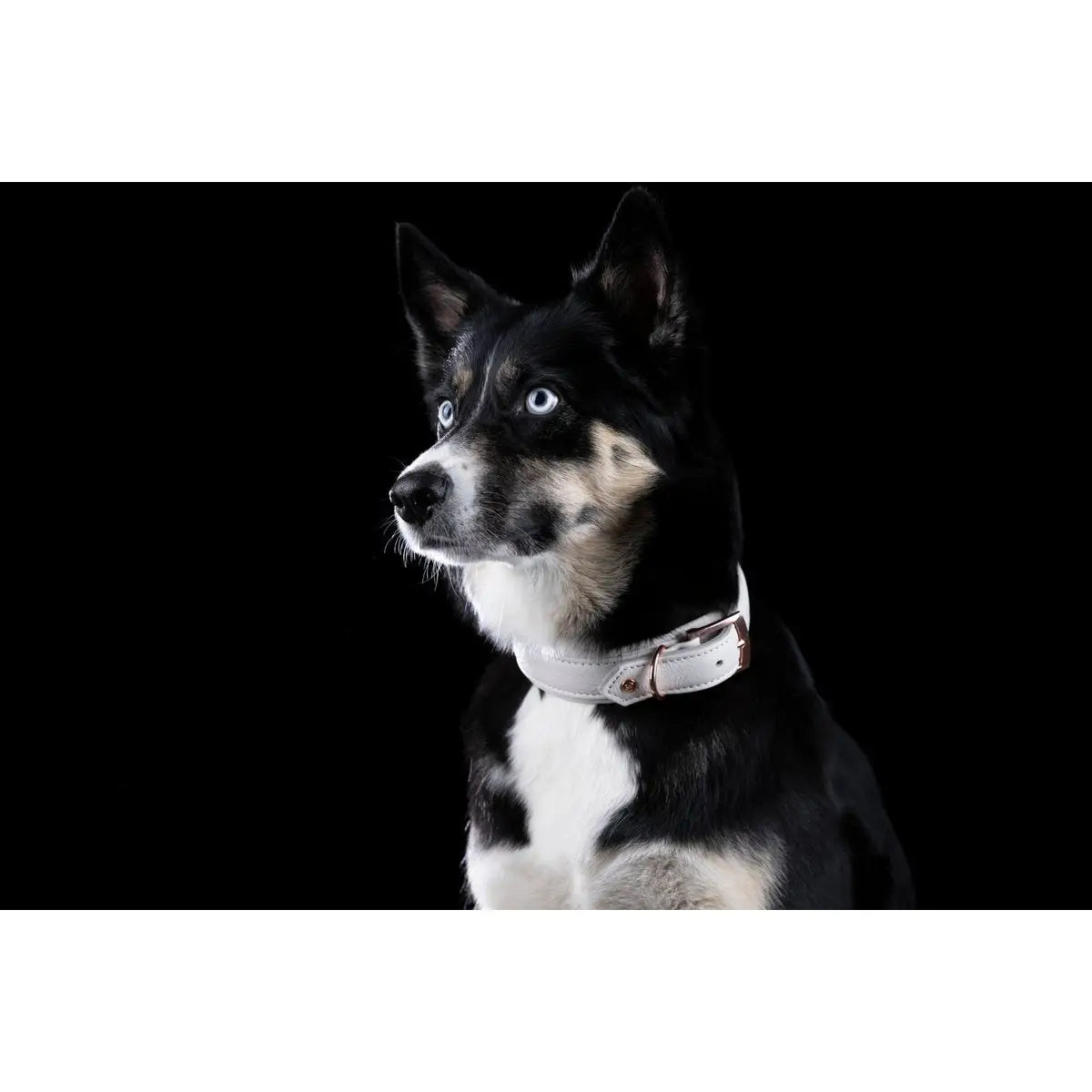 AMICI Dog Collar Light Grey