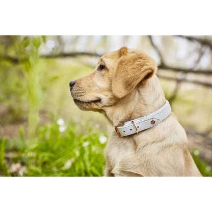 AMICI Dog Collar Light Grey