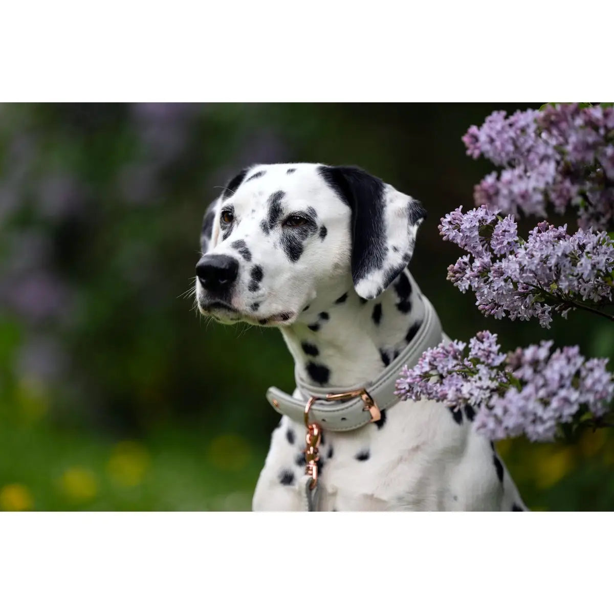AMICI Dog Collar Light Grey