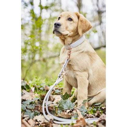 AMICI Dog Collar Light Grey