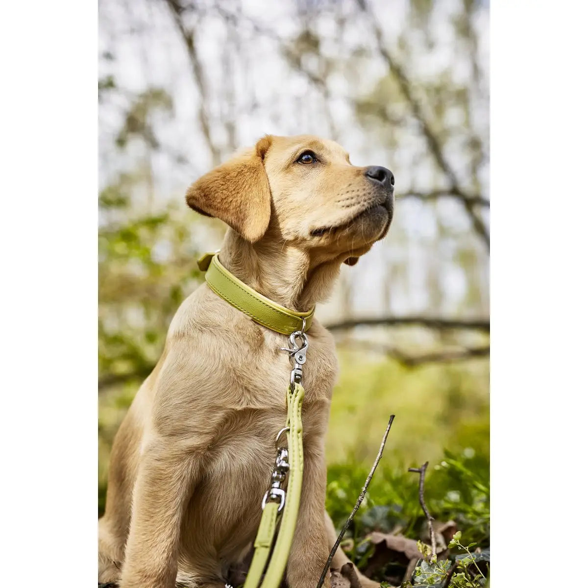 AMICI Lemon - Elegante Rundleine für modebewusste Hundefreunde