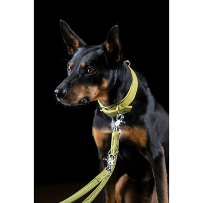 AMICI Lemon - Elegante Rundleine für modebewusste Hundefreunde