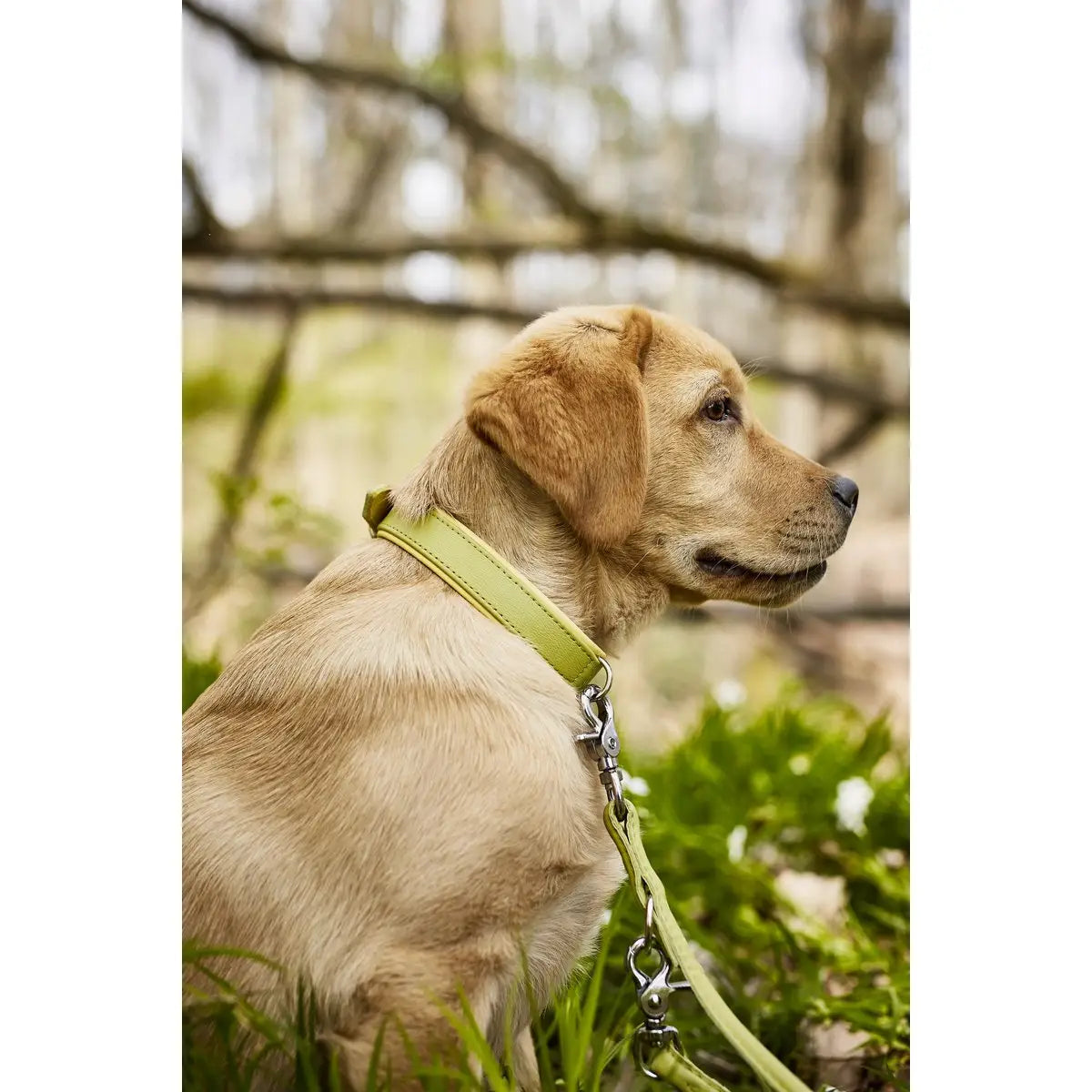 AMICI Lemon - Elegante Rundleine für modebewusste Hundefreunde