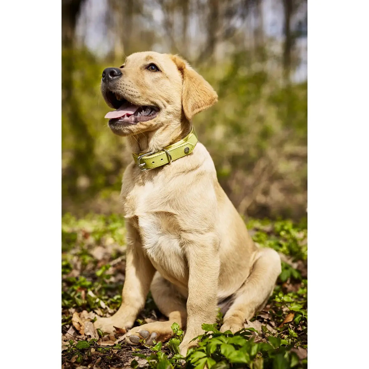 AMICI Lemon - Stilvolles Nappa-Halsband für modebewusste Hundefreunde
