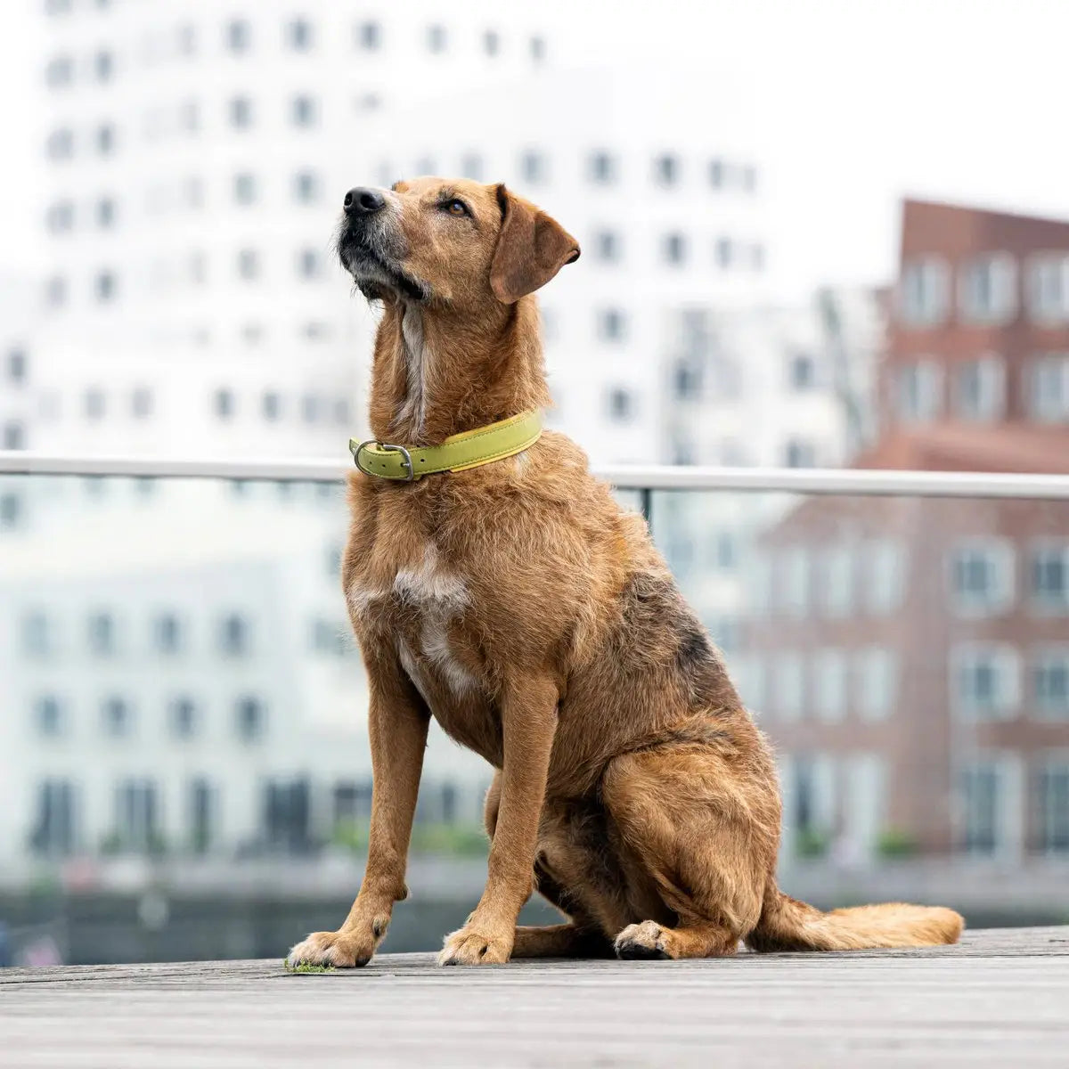 AMICI Lemon - Stilvolles Nappa-Halsband für modebewusste Hundefreunde