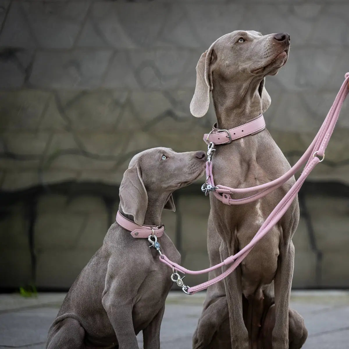 AMICI ROSE - Stilvolles Nappa-Halsband für modebewusste Hundefreunde