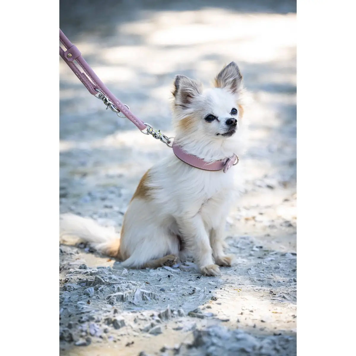 AMICI ROSE - Stilvolles Nappa-Halsband für modebewusste Hundefreunde