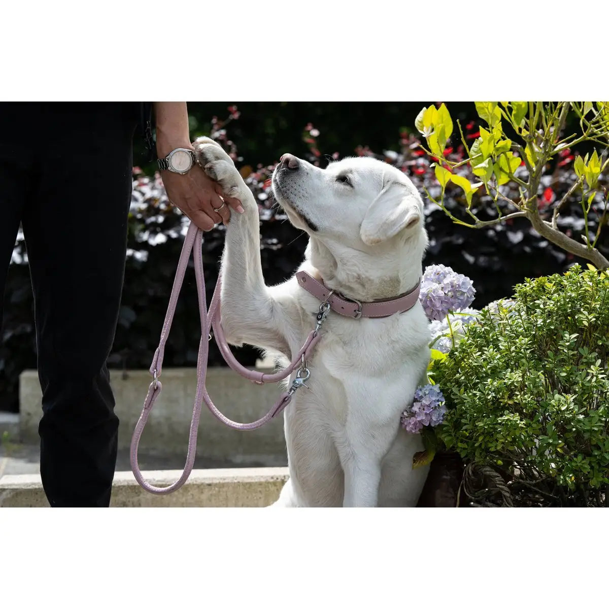 AMICI ROSE - Stilvolles Nappa-Halsband für modebewusste Hundefreunde