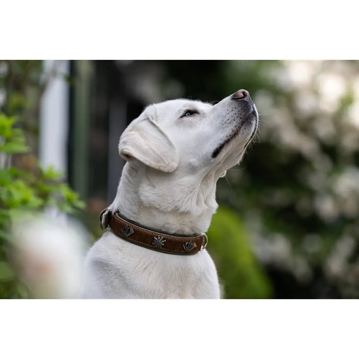 BAVARIA - Exklusives Hundehalsband im aufregenden Material-Mix