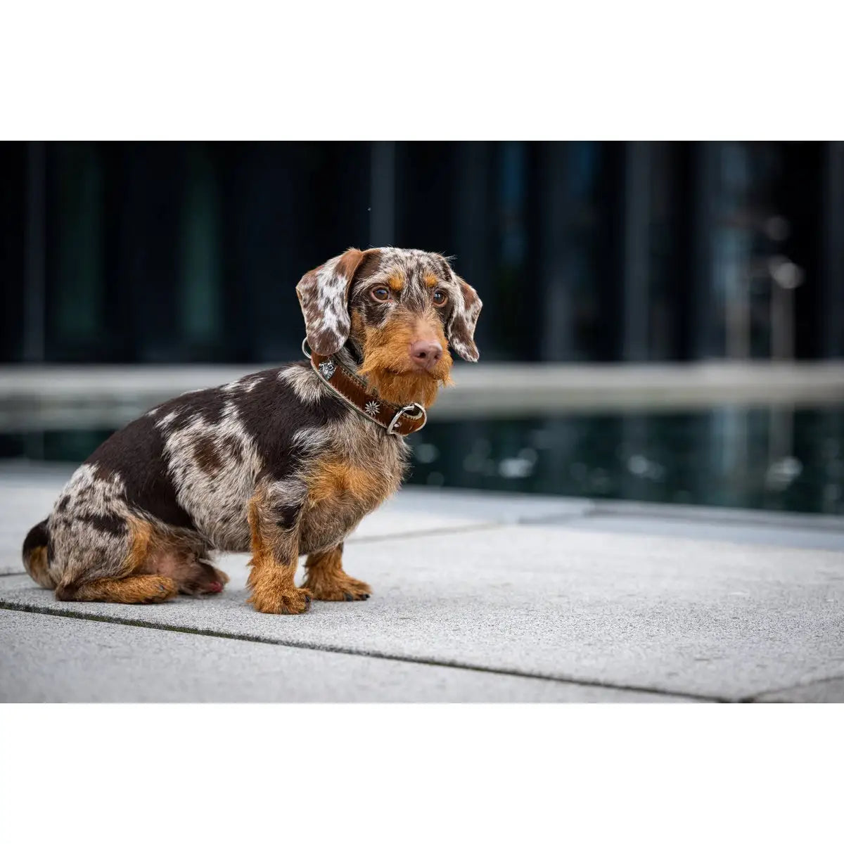 BAVARIA - Exklusives Hundehalsband im aufregenden Material-Mix