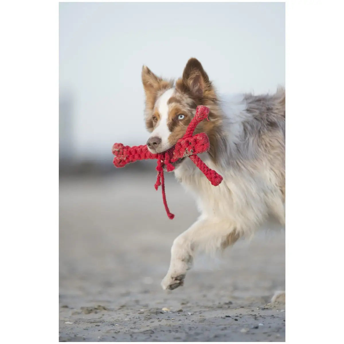 Big Ocean - Spielzeug-Set für Hunde