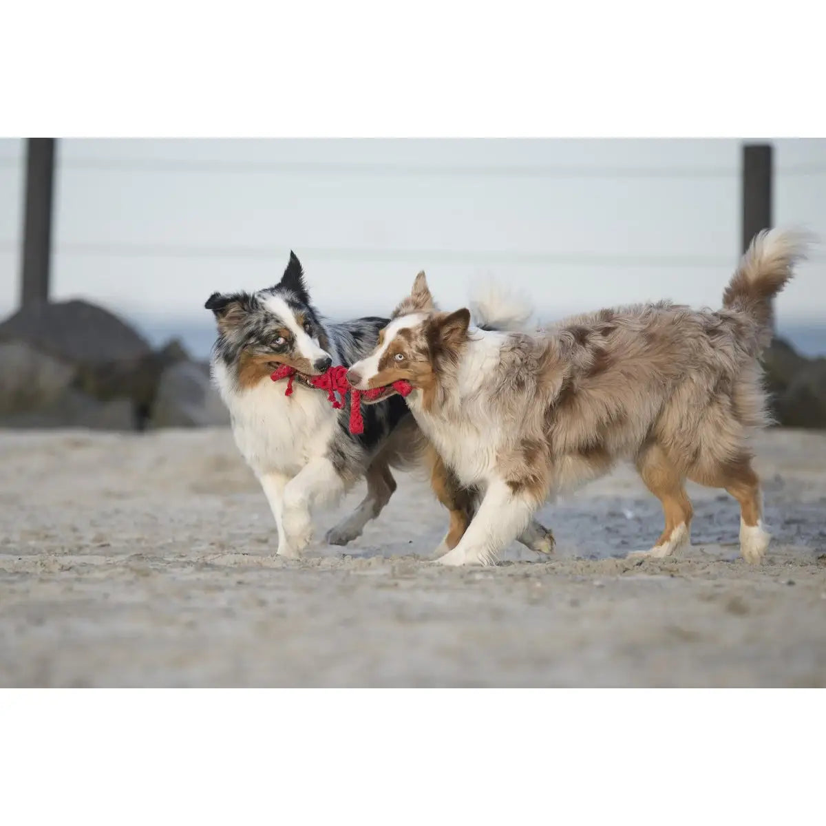 Big Ocean - Spielzeug-Set für Hunde