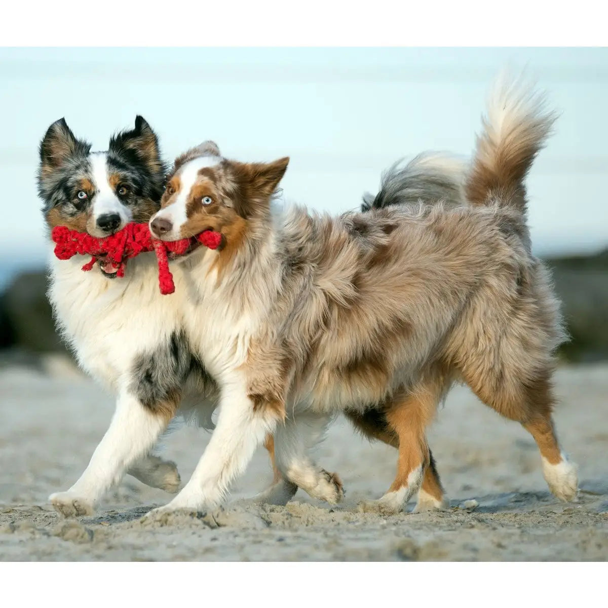 Big Ocean - Spielzeug-Set für Hunde