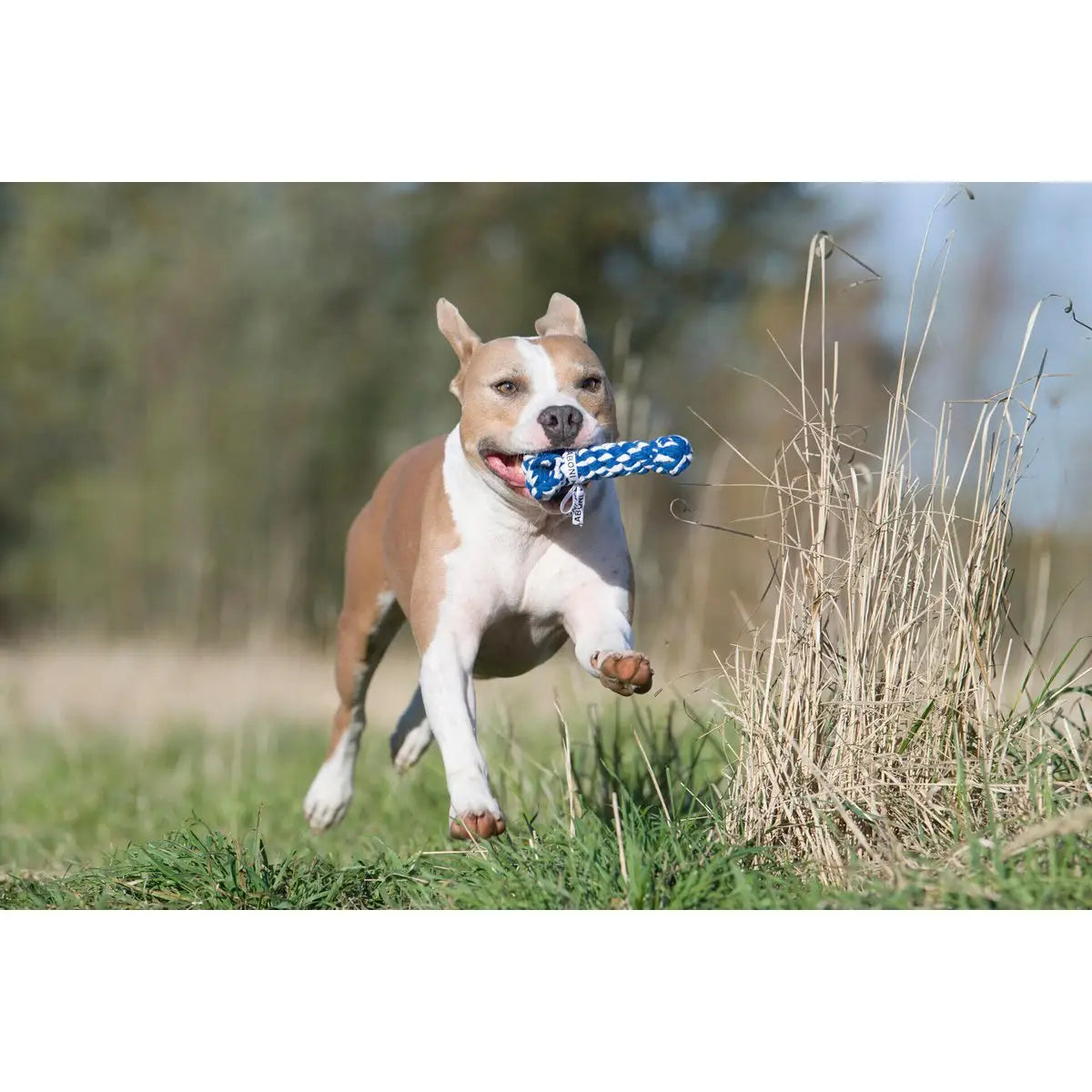 Bonnie Bone - Kult-Spielzeug für Hunde