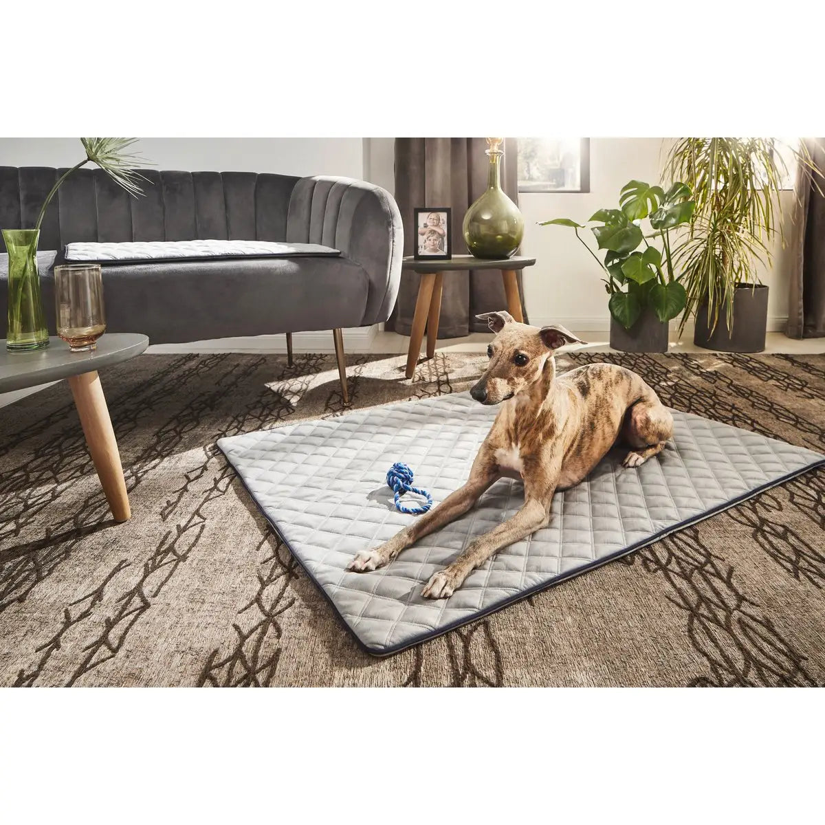 Decke OXFORD Grey - strapazierfähige Hundedecke in edler Samtoptik