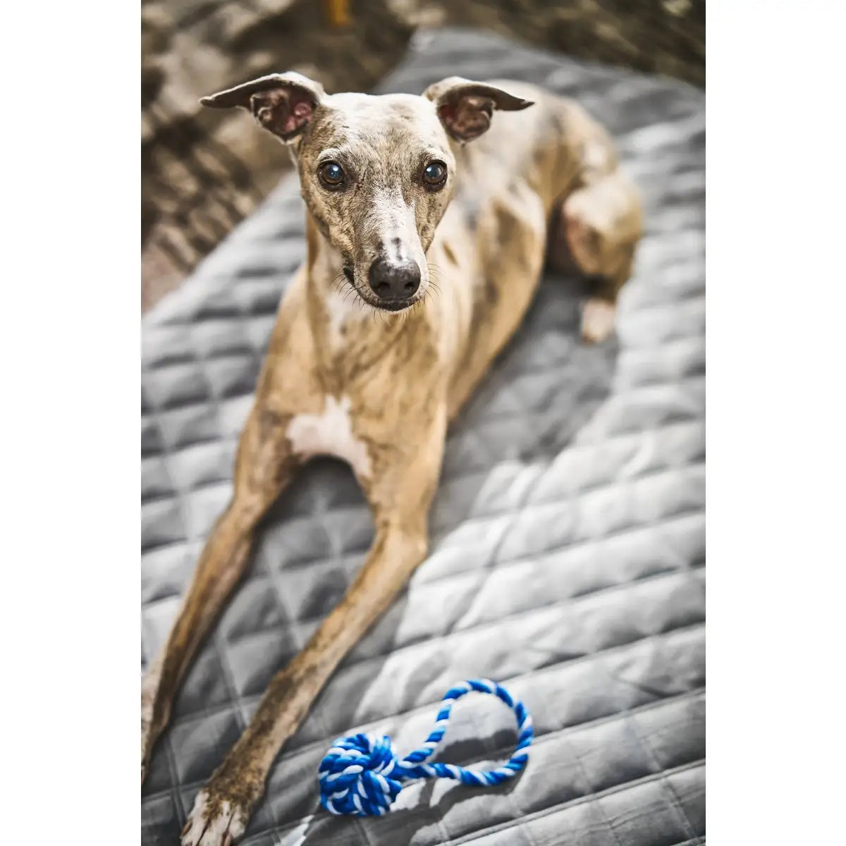 Decke OXFORD Grey - strapazierfähige Hundedecke in edler Samtoptik