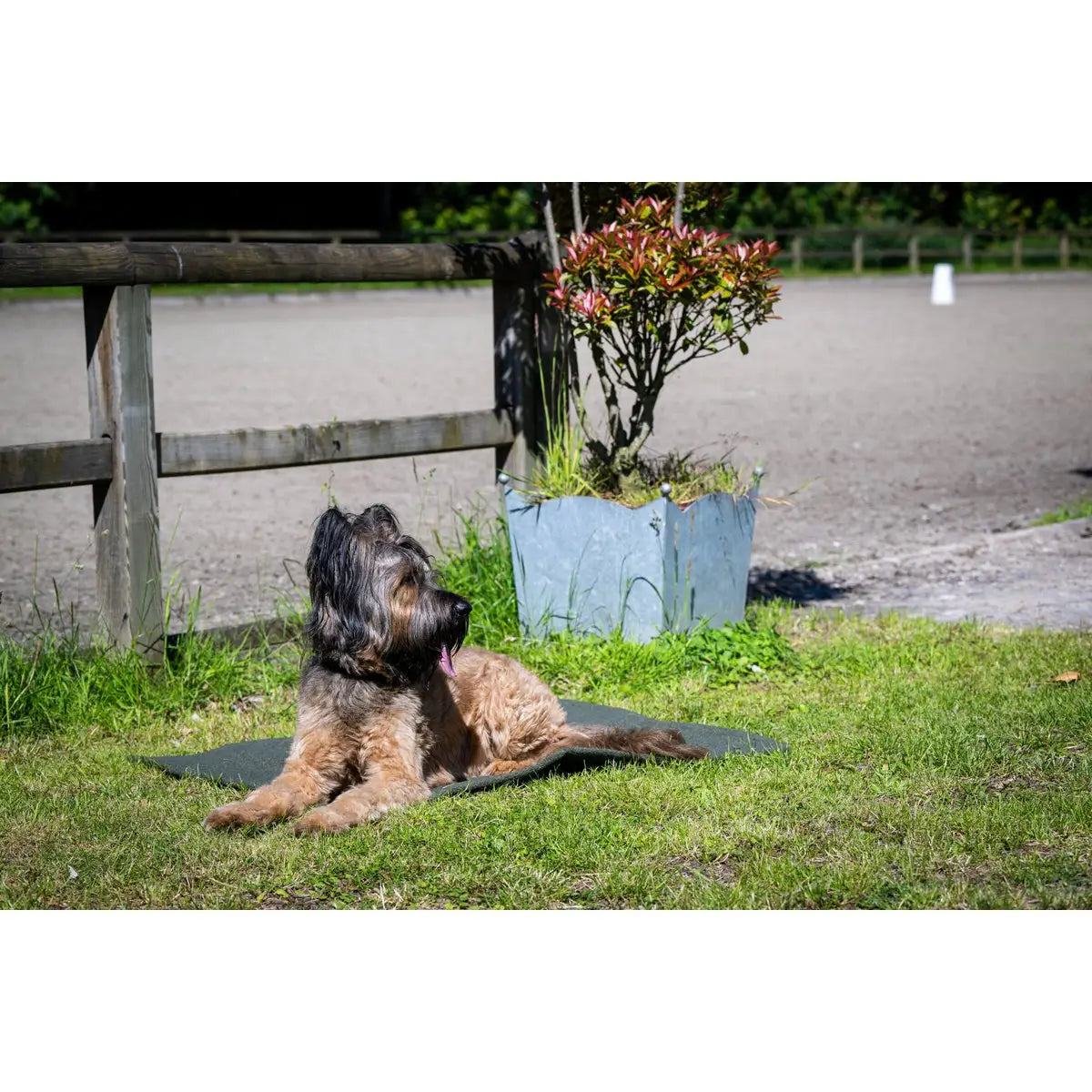 Decke TEDDY GREEN - Multifunktions-Decke