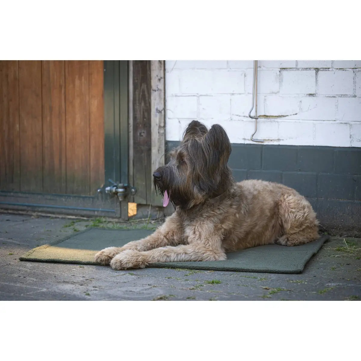Decke TEDDY GREEN - Multifunktions-Decke