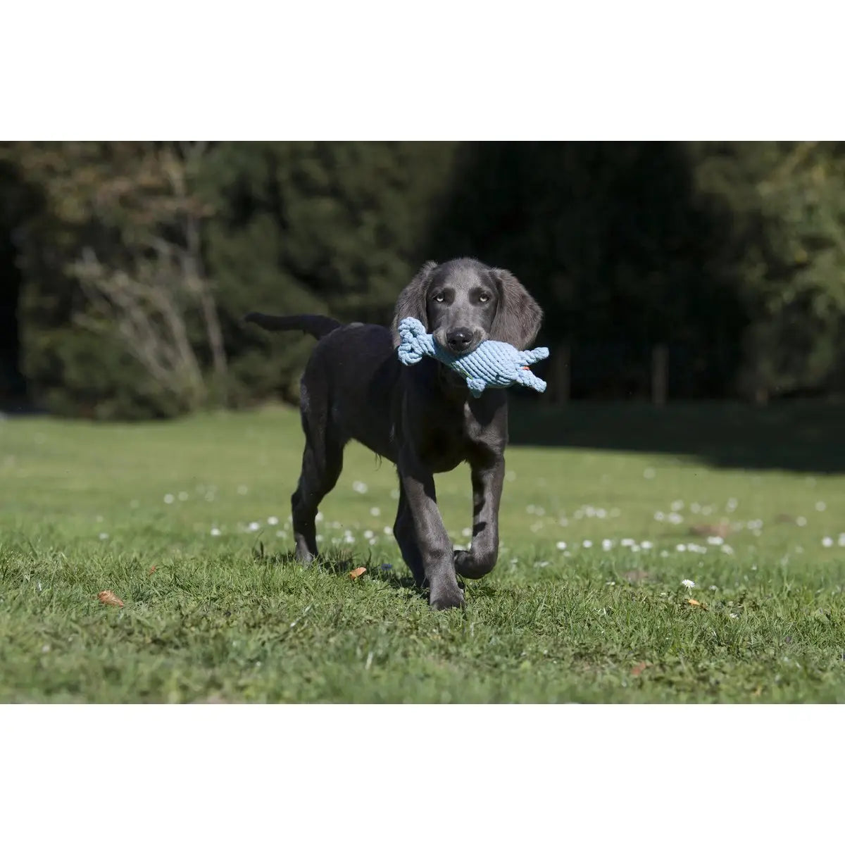 Didi Delfin - Kult-Spielzeug für Hunde