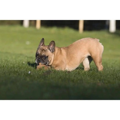 Eddie Eichhorn - Kult-Spielzeug für Hunde