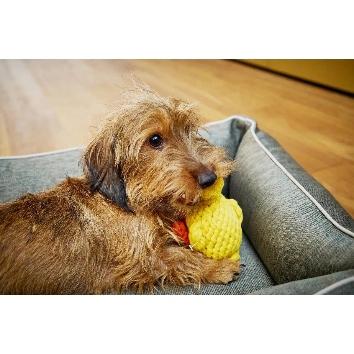 Emma Ente - Kult-Spielzeug für Hunde