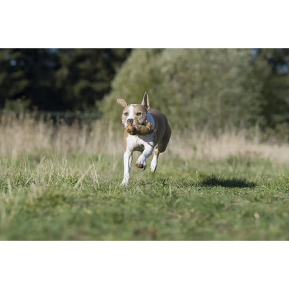 Franz Pferdinand - Kult-Spielzeug für Hunde