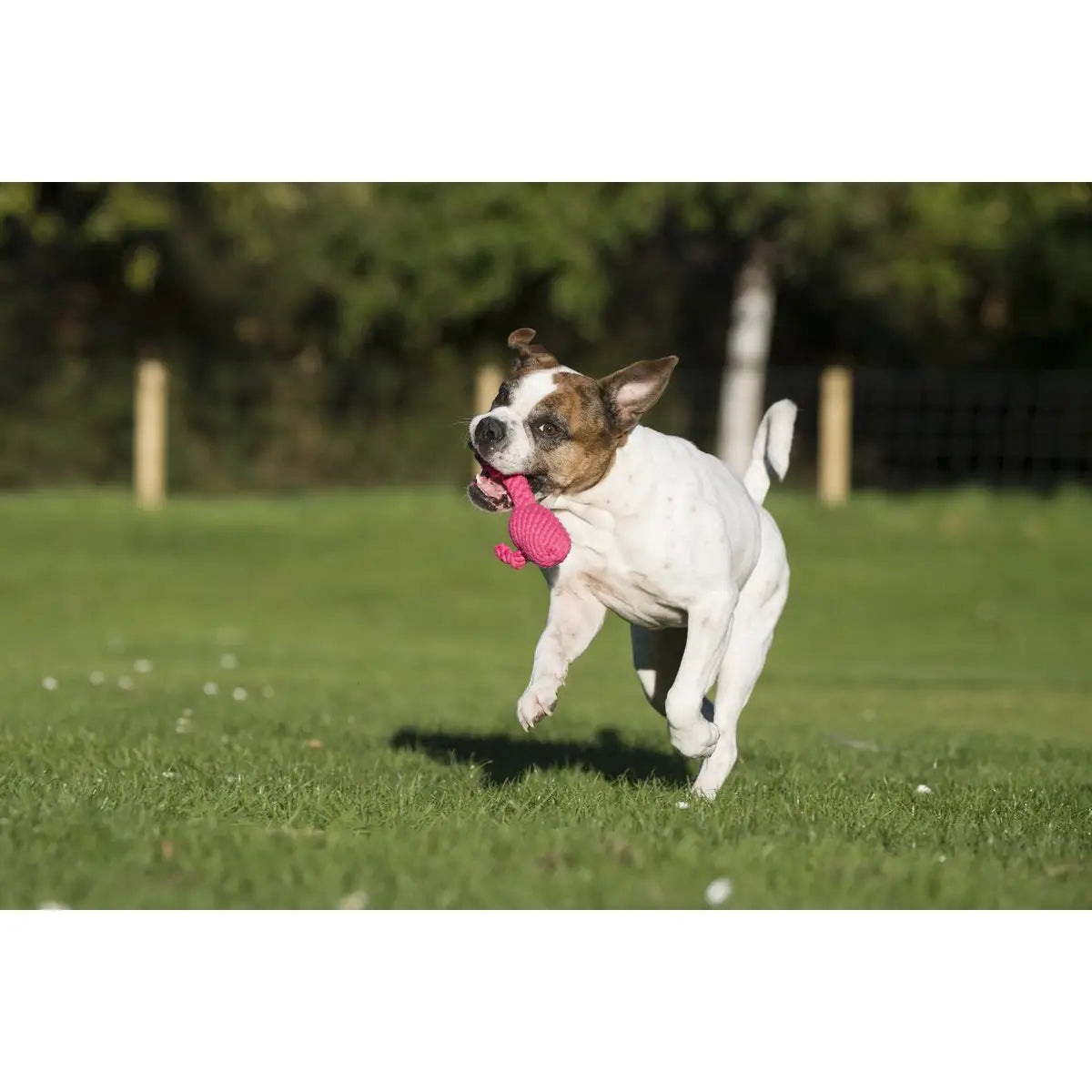 Franzi Flamingo - Kult-Spielzeug für Hunde
