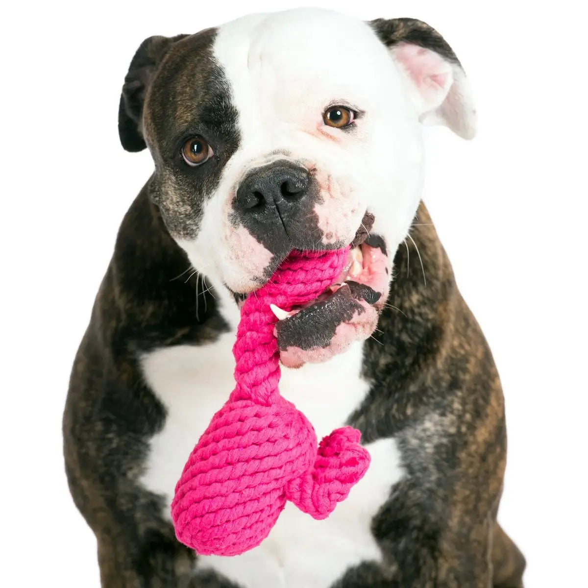 Franzi Flamingo - Kult-Spielzeug für Hunde