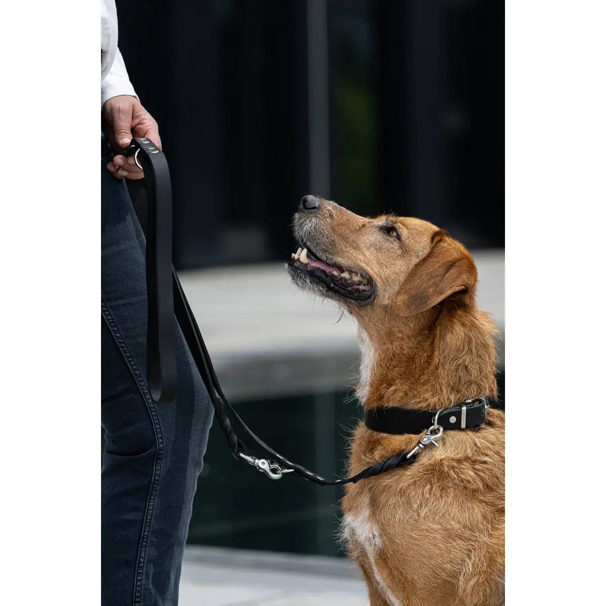 GIRO Black - Klassisches Halsband für jeden Einsatz