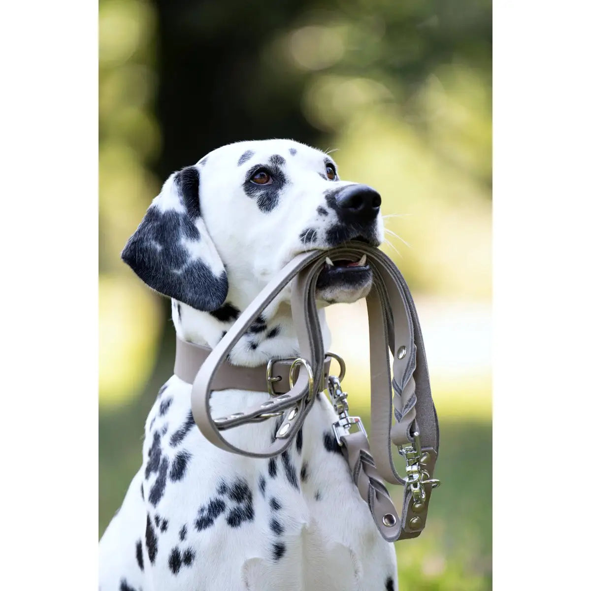 GIRO Grey - Klassisches Halsband für jeden Einsatz