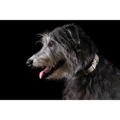 GIRO Grey - Klassisches Halsband für jeden Einsatz