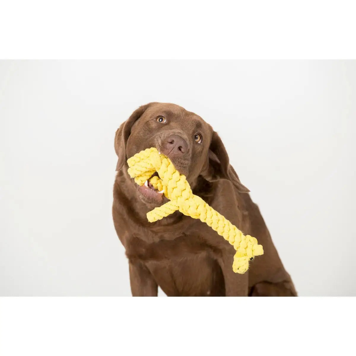 Greta Giraffe - Kult-Spielzeug für Hunde