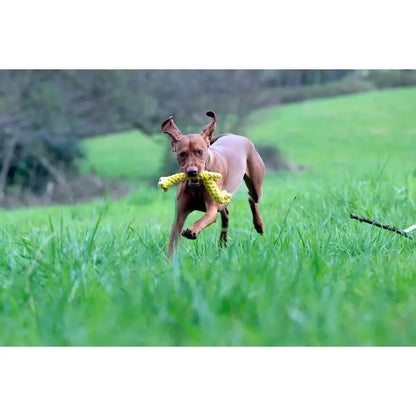 Greta Giraffe - Kult-Spielzeug für Hunde